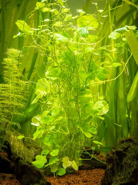 Japanese Cress Chinese Ivy Cardamine Lyrata Aquatic Plant Fish Tank — Stock Photo, Image