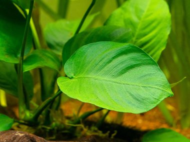 Bulanık arkaplanı olan Anubias Barteri yaprağının seçici odağı - akvaryum bitkisi