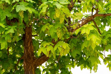 Bir çınar akçaağaç (Acer psödoplatanus) yapraklarının ve çiçeklerin baharda bulanık arka planda seçici odağı