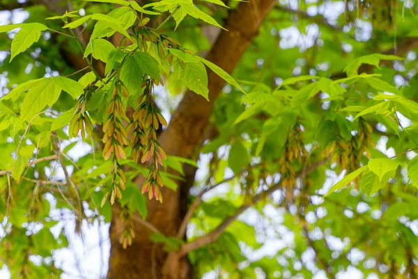 Selective Focus Sycamore Maple Acer Pseudoplatanus Leafs Fruits Springtime Blurred — Fotografia de Stock