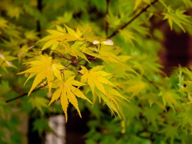 Japon akçaağaç yapraklarının seçici odak noktası (Acer palmatum) bulanık arkaplan