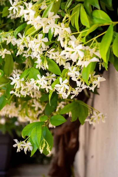 Selective Focus Star Jasmine Flowers Trachelospermum Jasminoides Blurred Background — Stock Photo, Image