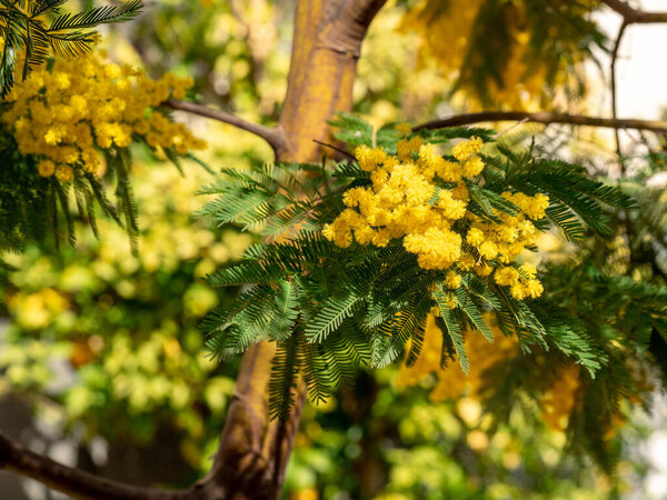 селективный фокус серебряной подбородка, синий подбородок или цветы мимозы (Acacia dealbata) с размытым фоном