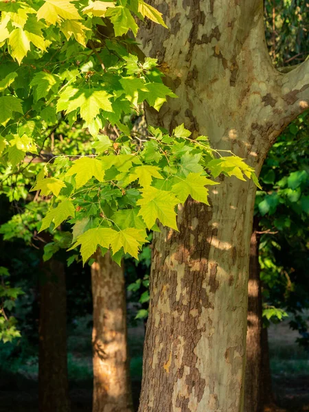 Selective Focus Platanus Hispanica Leafs Springtime Blurred Background — Stockfoto