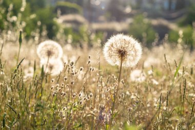 Karahindiba çiçeğinin (Taraxacum officinale) günbatımında gün batımında bulanık arkaplanla seçici odak noktası