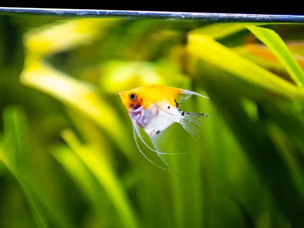 Angelfish Swimming Tank Fish Blurred Background Pterophyllum Scalare — Stockfoto