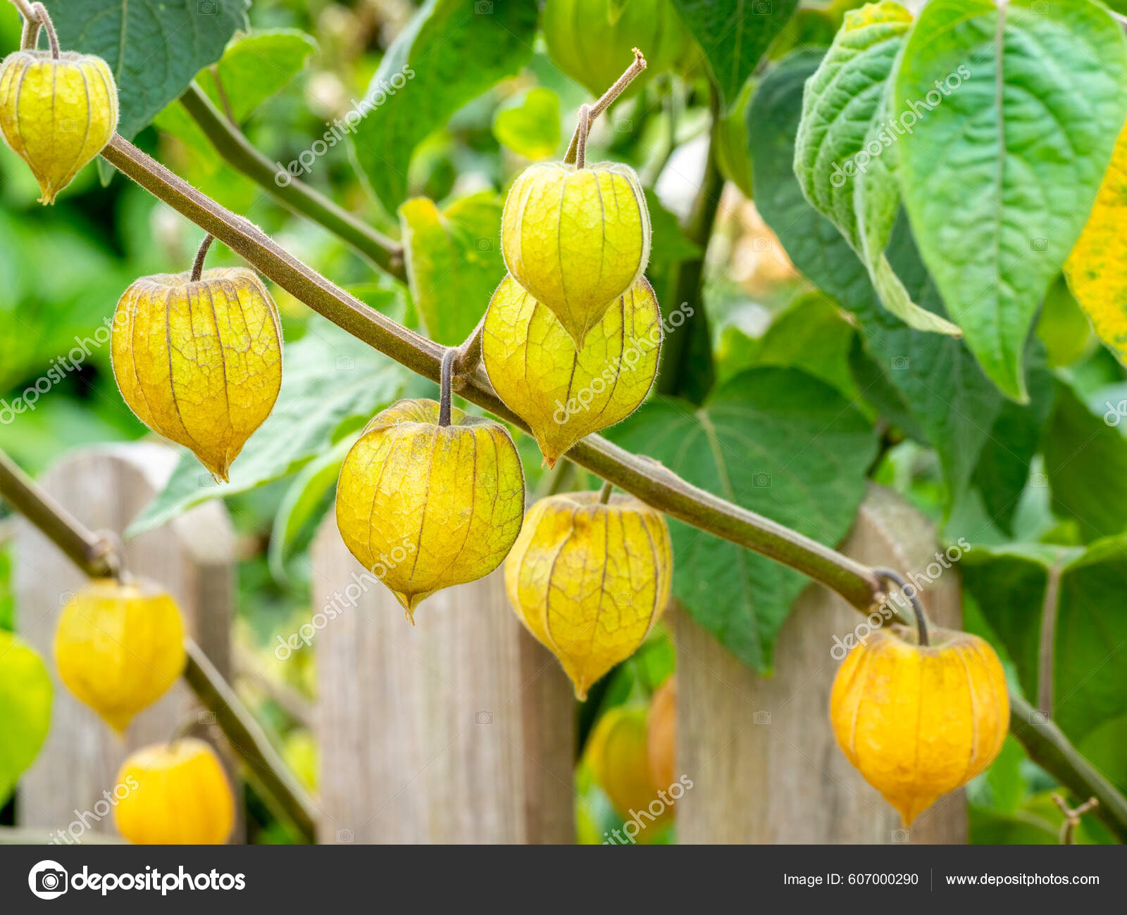 Physalis peruviana 2024
