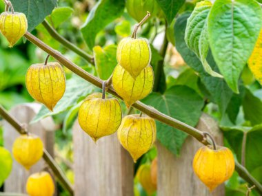 Bulanık arkaplanlı Cape bektaşi üzümü veya altın çileği (Physalis peruviana) detayları - Physalis bitkisi