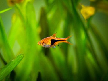 Bulanık arka planı olan bir akvarda Harlequin Rasbora (Trigonostigma heteromorpha)