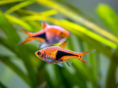 Bir akvaryumun üzerinde Harlequin Rasbora (Trigonostigma heteromorpha)