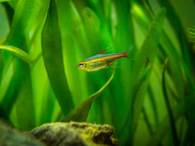 Bir akvaryumda tetra büyüyen ışık (Hemigrammus Erythrozonus)