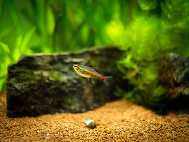 Tetra büyüme ışığı (Hemigrammus Erythrozonus) bulanık arka planlı bir akvaryumda izole edilmiş.