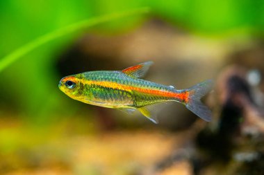 Bir tetra büyüme ışığının (Hemigrammus Erythrozonus) bulanık arka planı olan bir akvaryumda makro yakın çekim