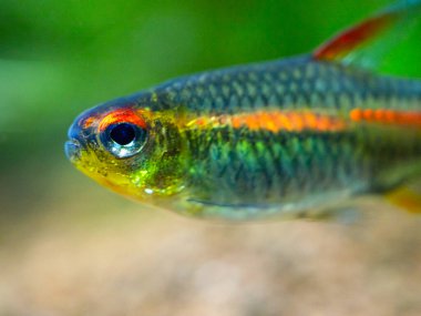 Bir tetra büyüme ışığının (Hemigrammus Erythrozonus) bulanık arka planı olan bir akvaryumda makro yakın çekim