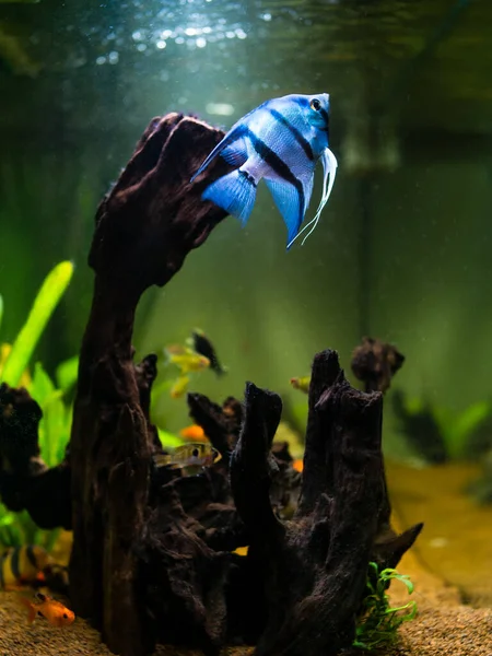Blå Angelfisk Simmar Ett Gemensamt Tropiskt Akvarium — Stockfoto