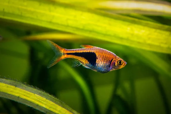 Harlequin Rasbora Trigonostigma Heteromorpha Isolated Fish Tank Blurred Background — Stock Photo, Image