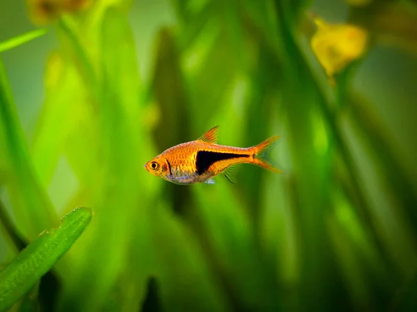 Arlequín Rasbora Trigonostigma Heteromorpha Una Pecera Con Fondo Borroso — Foto de Stock