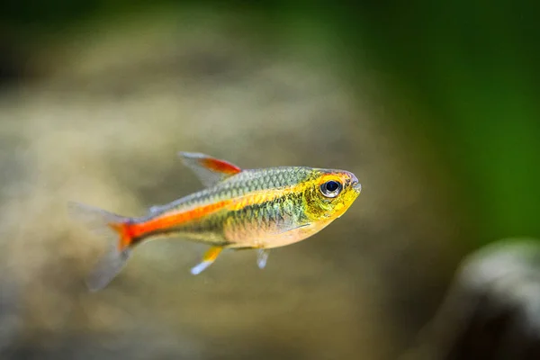 Tetra Growlight Hemigrammus Erythrozonus Fish Tank Blurred Background — Stock Photo, Image