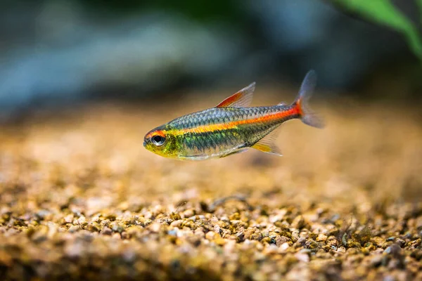 Bir akvaryumda tetra büyüyen ışık (Hemigrammus Erythrozonus)