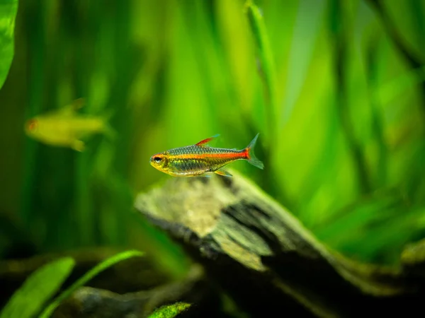 Tetra Growlight Hemigrammus Erythrozonus Isolado Aquário Com Fundo Embaçado — Fotografia de Stock