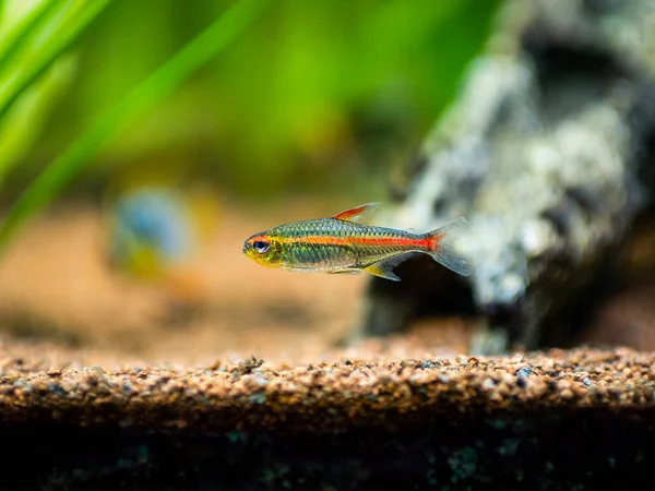 Tetra Growlight Hemigrammus Erythrozonus Isolated Fish Tank Blurred Background — Stock Photo, Image