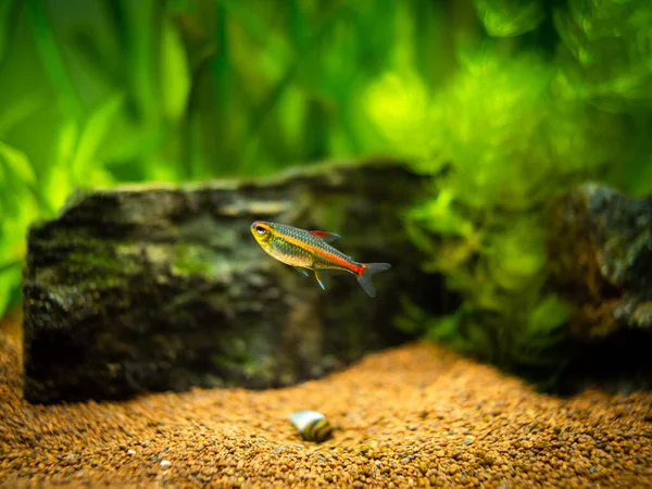 Lumière Croissance Tétra Hemigrammus Erythrozonus Isolée Dans Aquarium Fond Flou — Photo