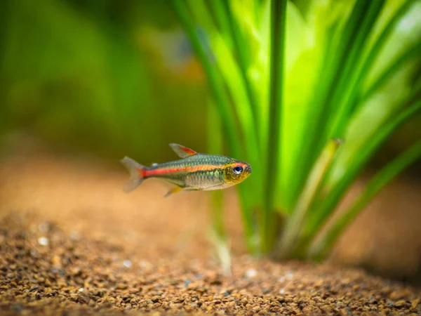 Tetra Growlight Hemigrammus Erythrozonus Isolado Aquário Com Fundo Embaçado — Fotografia de Stock