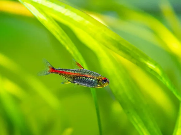 Tetra Growlight Hemigrammus Erythrozonus Isolated Fish Tank Blurred Background — Stock Photo, Image