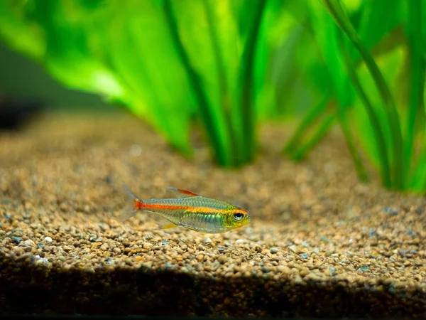 Tetra Growlight Hemigrammus Erythrozonus Fish Tank — Stock Photo, Image