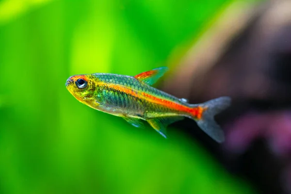 Macro Primo Piano Semaforo Tetra Hemigrammus Erythrozonus Acquario Con Sfondo — Foto Stock