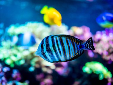 Kızıl Deniz 'in deniz yüzgeci tang ya da Desjardin' in deniz yüzgeci tang 'ı (Zebrasoma desjardinii) bulanık arka planlı bir resif tankında yüzüyor