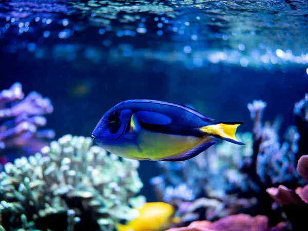 Espiga Azul Paracanthurus Hepatus Nadando Tanque Arrecife Con Fondo Borroso — Foto de Stock