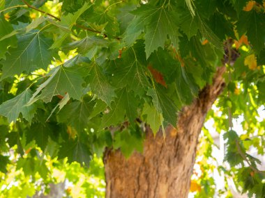 Platanus hispanica yapraklarının baharda bulanık arka planda seçici odak noktası