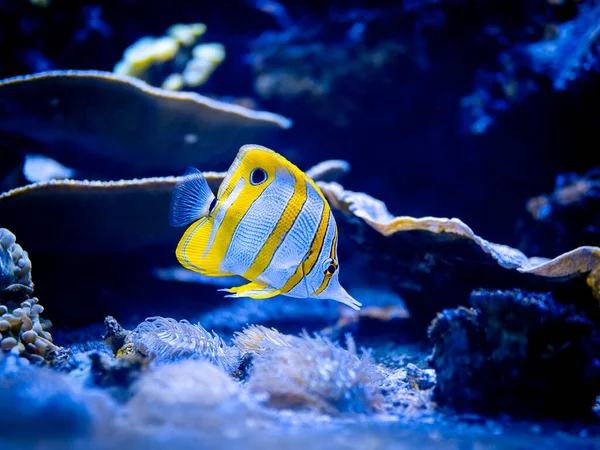 Copperband Butterflyfish Chelmon Rostratus Isolated Reef Tank Blurred Background — Stock Photo, Image