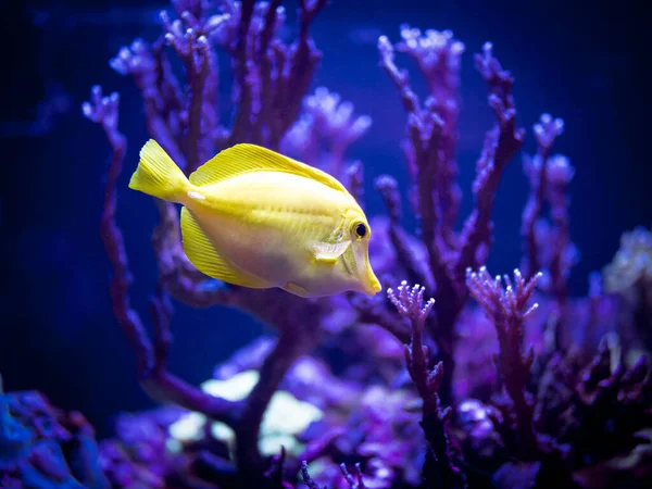 Selective Focus Yellow Tang Zebrasoma Flavescens Reef Tank Blurred Background — Stock Photo, Image