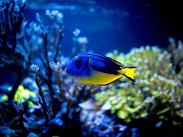 Espiga Azul Paracanthurus Hepatus Nadando Tanque Arrecife Con Fondo Borroso — Foto de Stock