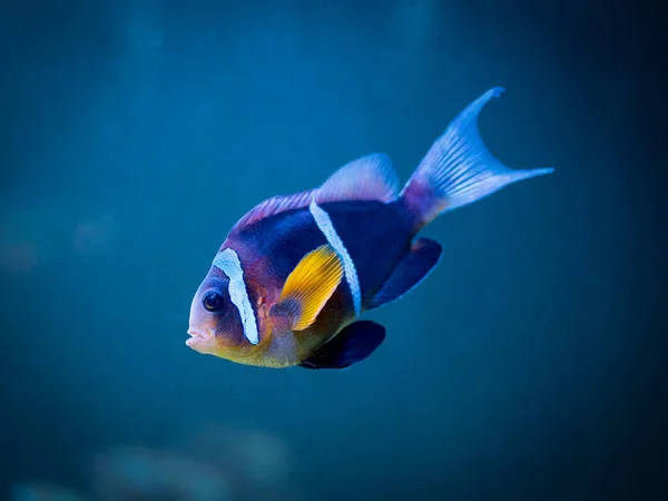 Clark Anemonefish Yellowtail Clownfish Amphiprion Clarkii Swimming Reef Tank Blurred — Stock Photo, Image