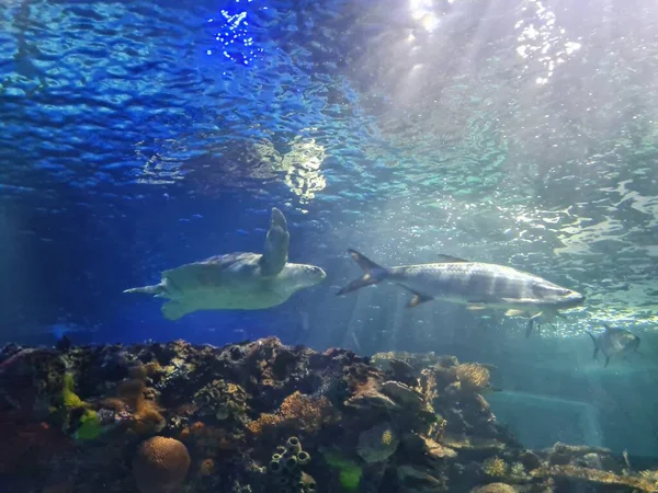 Inbursa Aquarium Views Mexico City — Stock Photo, Image