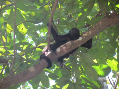 Maymun - Ponderosa Macera Parkı Kosta Rika