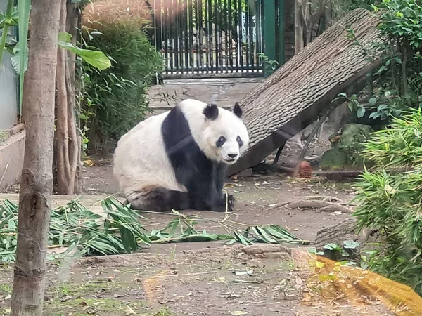 Panda Chapultepec Zoo Mexiko Stadt — Stockfoto