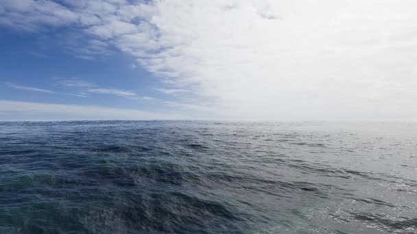 这个鱼群运动的图像画面平静的海洋背景在无缝环上 — 图库视频影像