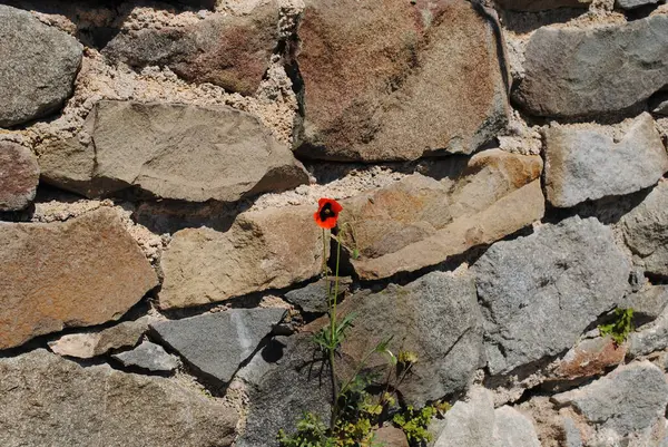 Дика Квітка Скелі Красива Рослина — стокове фото