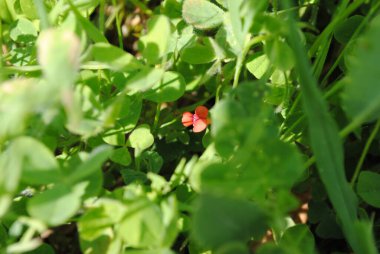 Küçük çiçek, yeşillik, güzel bitki
