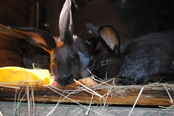 Yumuşak Tavşanlar Yemekten Sonra Dinlenir — Stok fotoğraf
