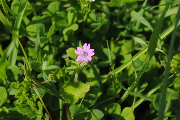 Küçük çiçek, yeşillik, güzel bitki