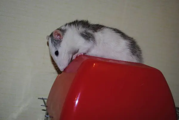 Pequeno Rato Branco Está Procurando Entrada Para Casa — Fotografia de Stock