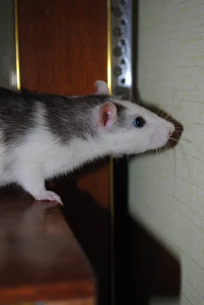 Ratto Cammina Intorno Alla Casa Cerca Cibo — Foto Stock