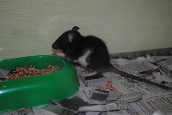 Ratinho Preto Almoçando — Fotografia de Stock