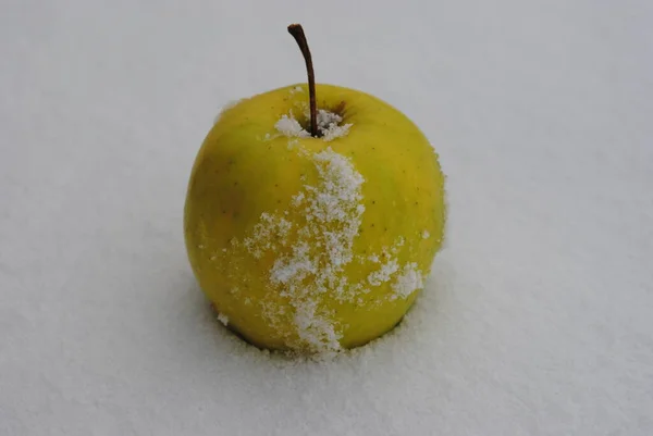 Яблоко Золотое Белом Снегу — стоковое фото