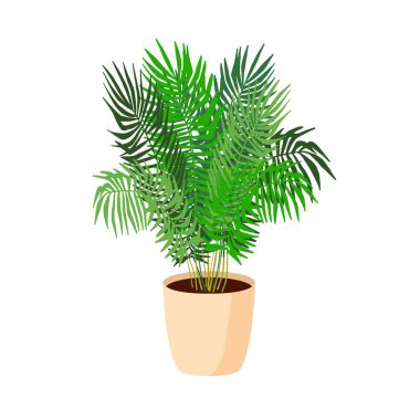 Düz bir kasede oda bitkisi. Avuç içi. Vektör resmi beyaz bir arkaplanda vurgulanır. Oda tasarımı ve dekorasyonu için. Senecio rowleyanus